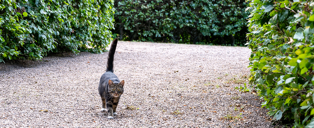 Grusgång mellan häckar med en katt som promenerar.