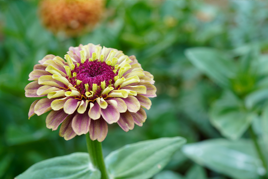 Vacker zinnia