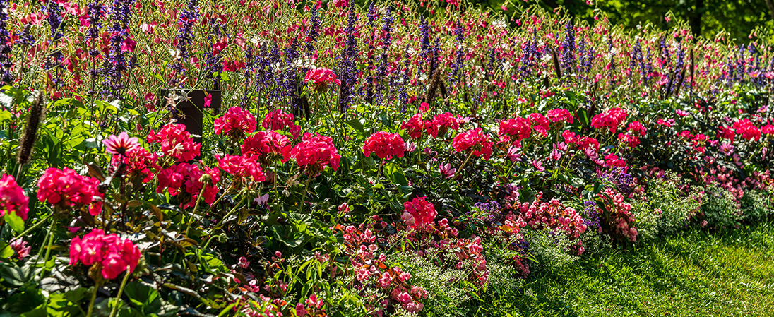 Vacker blomsterrabatt.